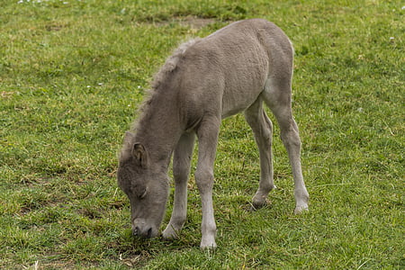 foal, meadow, young animal, pasture, wildlife photography, horse, grass