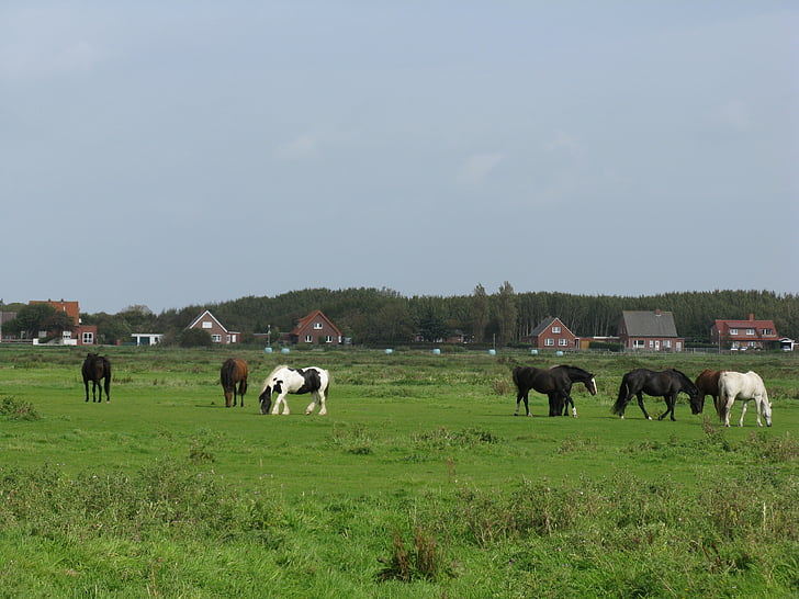 hästar, betesmark, Palomino, Borkum