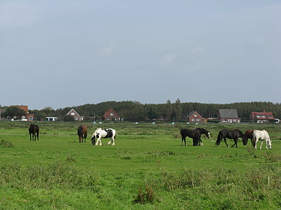 chevaux, pâturage, Palomino, Borkum