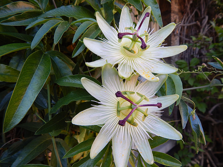 floarea pasiunii, Passiflora, flori albe