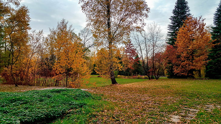 парк, Есен, дърво, зеленина, октомври, природата, Полша