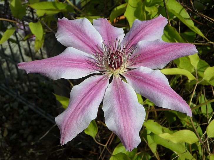 Clematis, Blüte, Bloom, Blume, lila