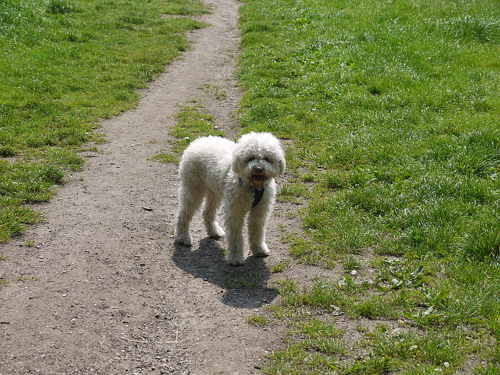 lagotto, สุนัข, สีขาว, ทุ่งหญ้า, ธรรมชาติ, ออก, ภาพสุนัข