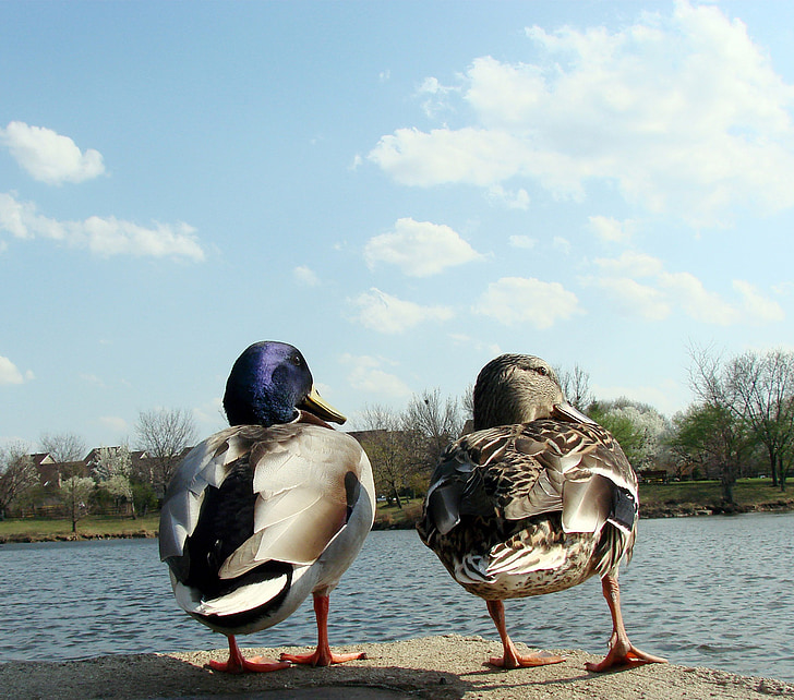 ducks, male, female, water, looking right, nature