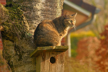 katten, innenlands cat, hage, lurer, se, våren, kjæledyr