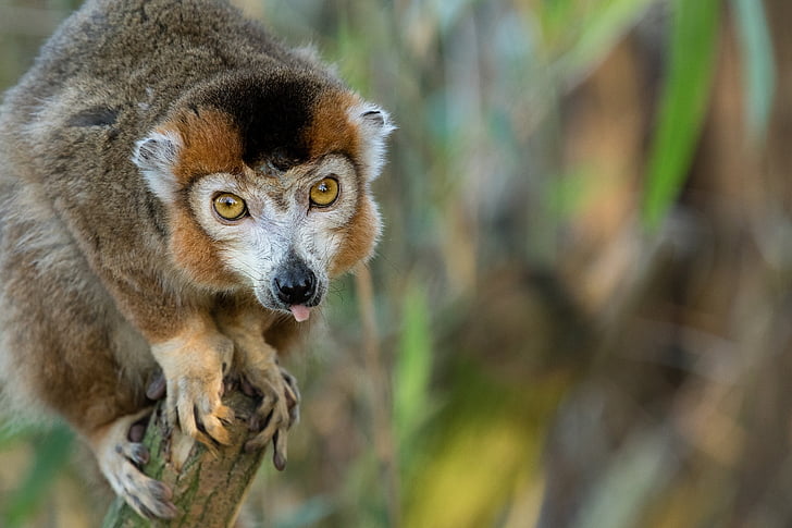 crowned lemur, portrait, looking, primate, zoo, head, habitat
