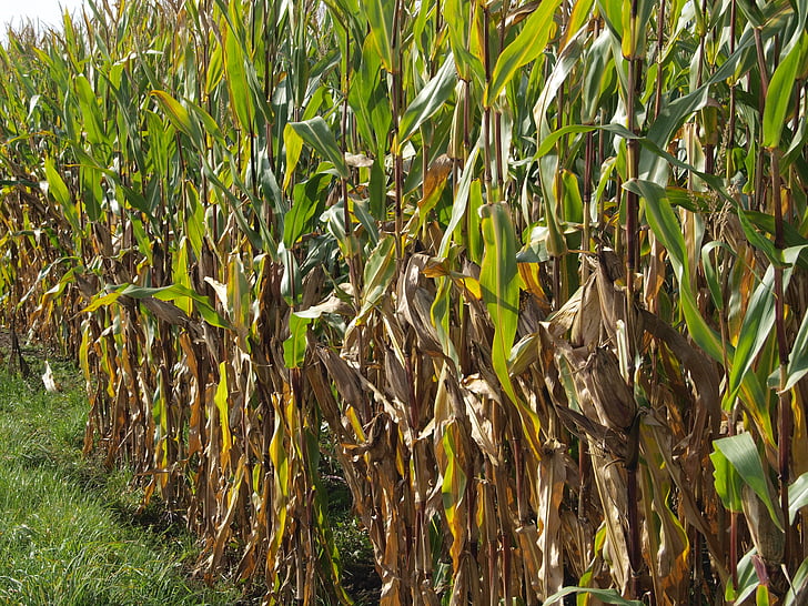 kukurūzas laukā, Lane, daba, graudaugi, lolojumdzīvnieku barība, kukurūzas lauku, kultūra, kukurūzas