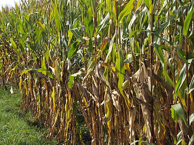 cornfield, lane, nature, cereals, pet food, corn fields, culture of maize