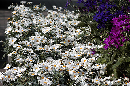 daisies, leucanthemum, flowers, white, bloom, marguerite, composites