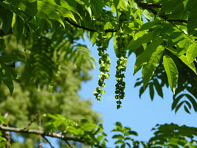 arbre, Sky, nature, graines, feuille, couleur verte, fruits