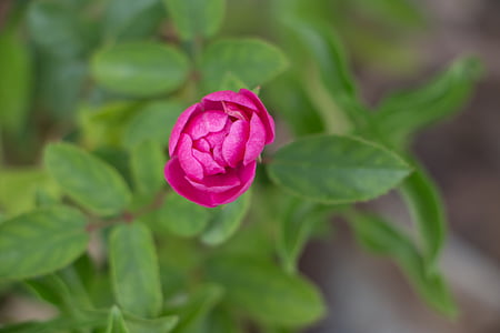 Rose, fleur, printemps, Rosa, vert, nature, Linda