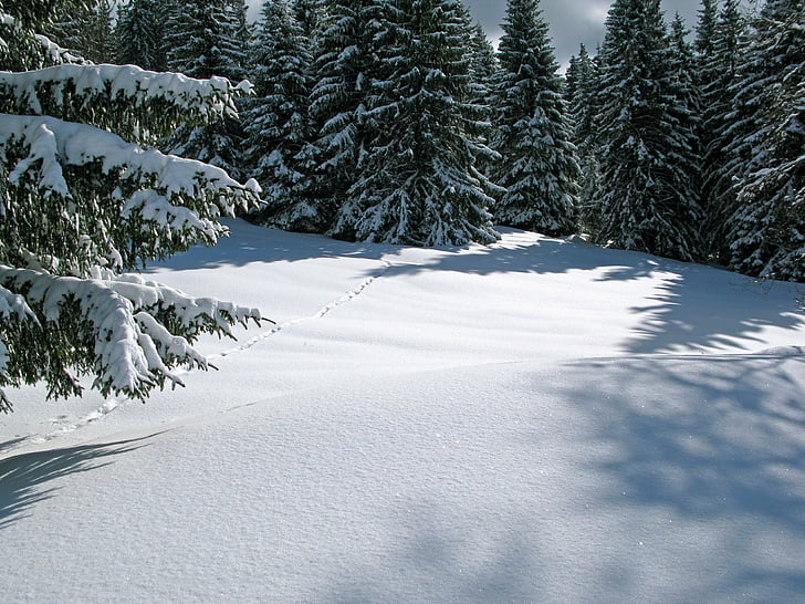 Francuska, Zima, snijeg, LED, šuma, stabla, šume