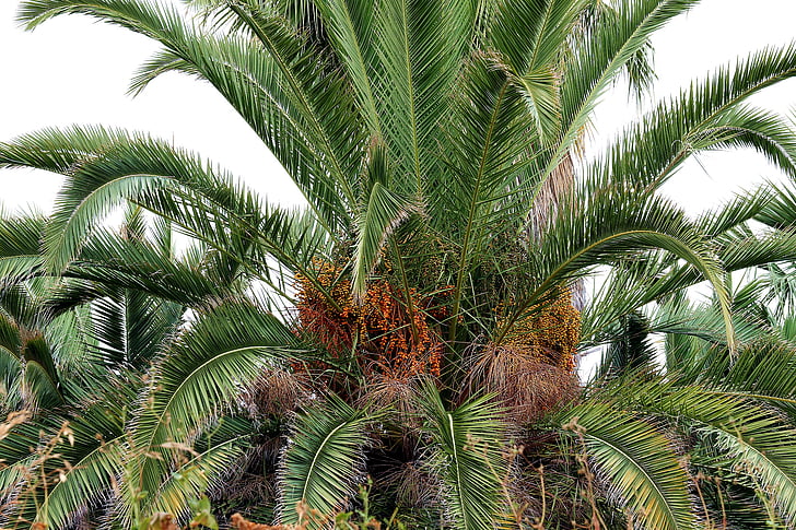 Palma, datumi, dateļu palma, tropu augļu, grupa, Tenerife, Spānija