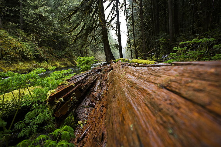 дървен материал, паднали, дърво, гора, природата, естествени, багажника