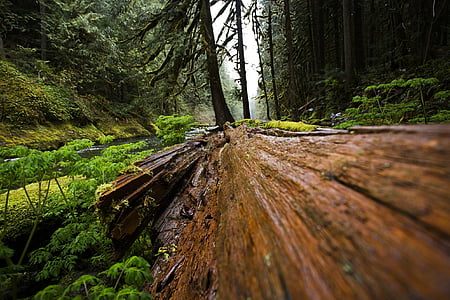 fusta, caigut, arbre, bosc, natura, natural, tronc