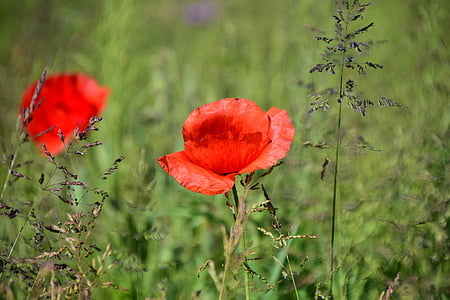 Mohn, Wiese, Blume, rote Mohnblume, rot, Sommer, Blüte