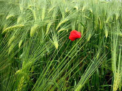 flower, field, red, poppy, nature, fields, plant