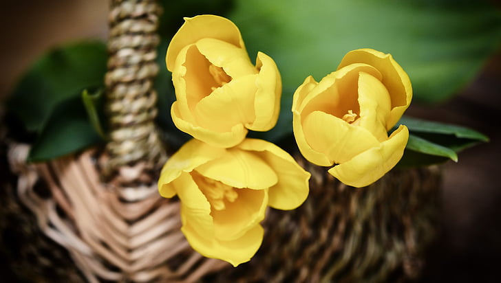 basket, flower basket, flowers, tulips, yellow, yellow flowers, close