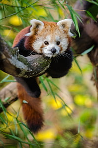 animal, lindo, panda rojo, árbol, flora y fauna, Parque zoológico, un animal