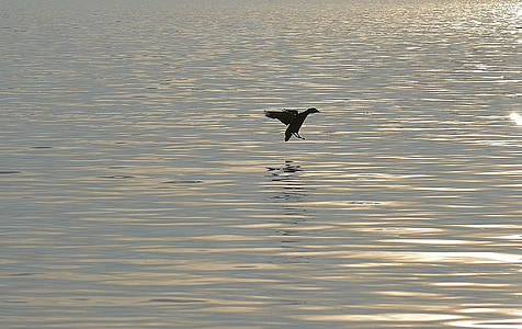 duck, silhouette, water, lake constance, animal world, lake, bird