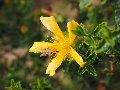 hierba de San Juan, flor, floración, amarillo, hojas, irregular, ondulado