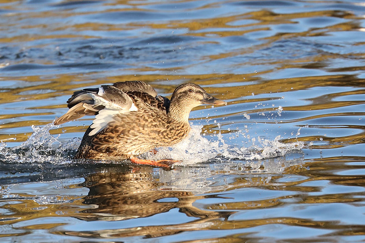 duck, waterlanding, water, waterbird, bird, lake