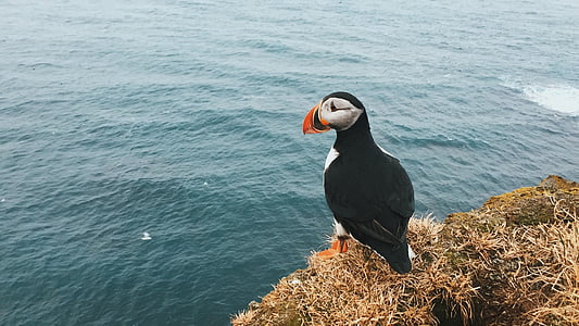 animal, animal photography, bird, coast, ocean, puffin, sea