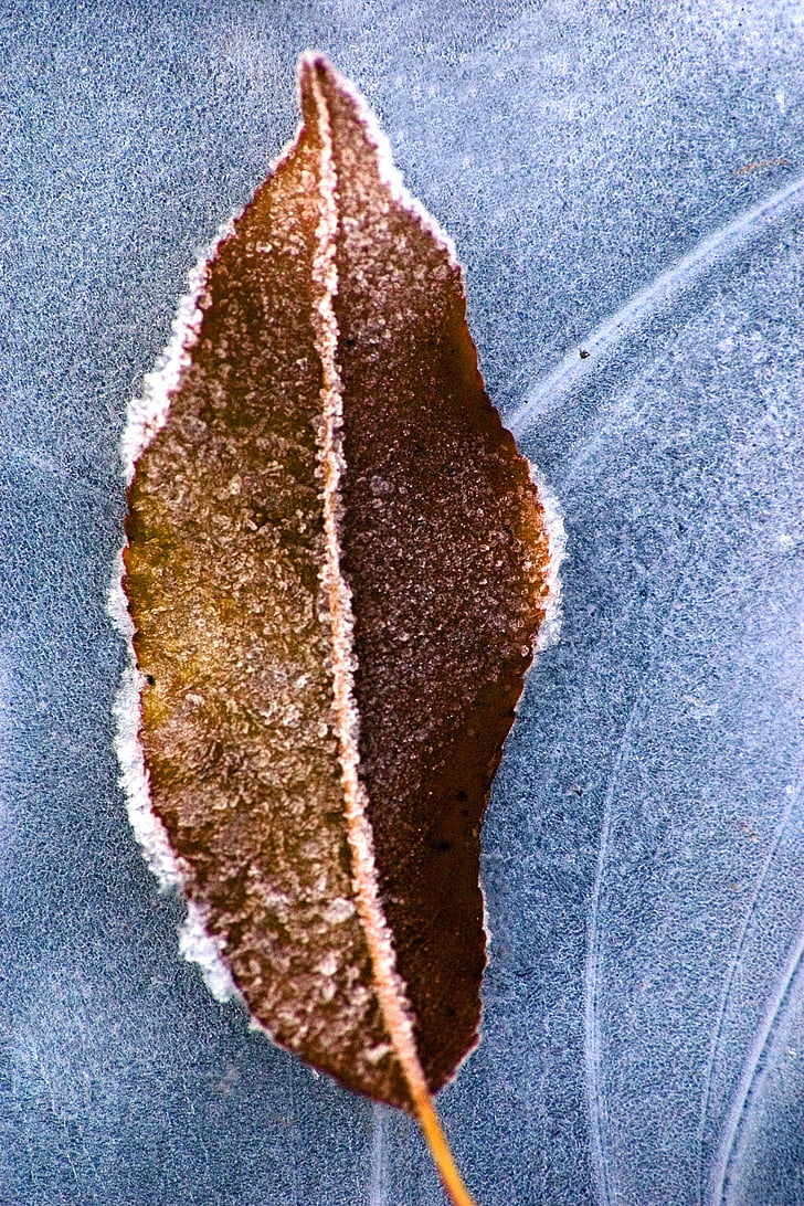 leaf, frost, ice, on frozen, dry, cold, leaves