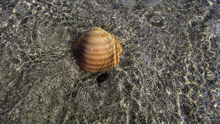 Shell, pláž, Já?, písek, léto, voda, reflexe