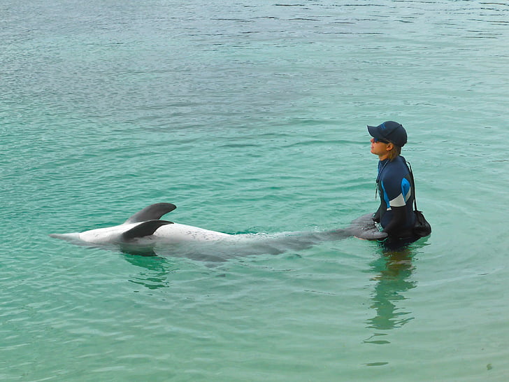 dolphin, training, show, wildlife, marine, performance, play