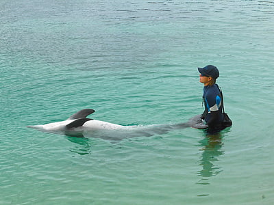 Дельфин, обучение, Показать, Дикая природа, морской, производительность, играть