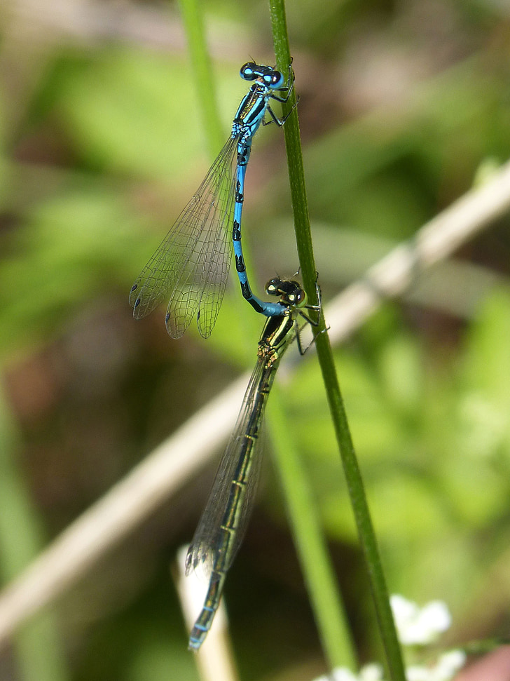 øyenstikkere, reproduksjon, copulation, mating, blå dragonfly-insekter