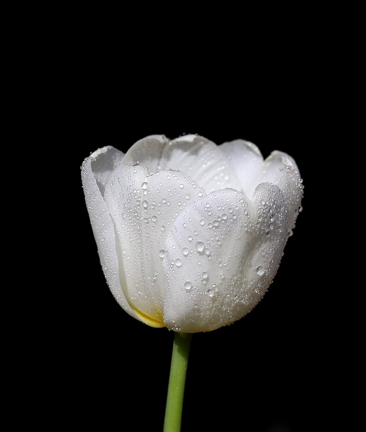 Tulipan, bela, kapljice, lepota, pomlad, črno ozadje, cvet