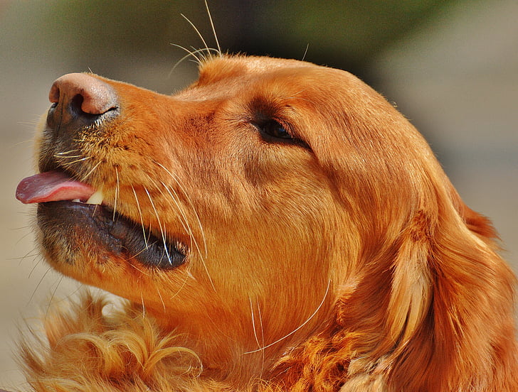 golden retriever, dog, fur, light brown, pet, big dog, hundeportrait