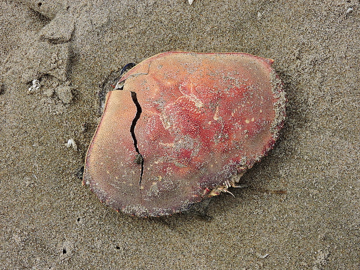 stranden, krabbe shell, krabbe, Shell, sand