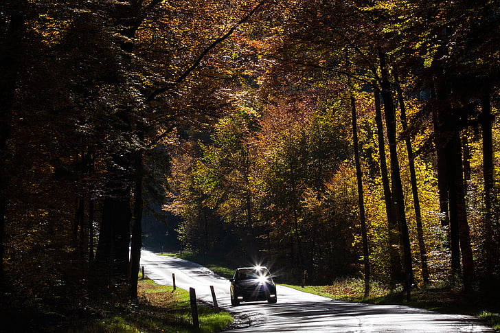 Straße, Auto, Wald, Herbst, Herbstlaub, Goldener Herbst, Blätter