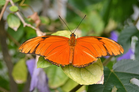 borboleta, natureza, jardim, laranja, asas