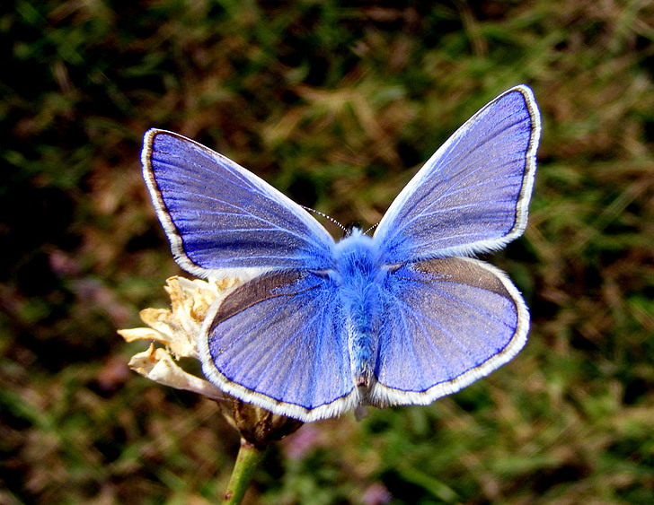 motýl, modrá, květ, Příroda, Insecta, hmyz, motýl - hmyzu
