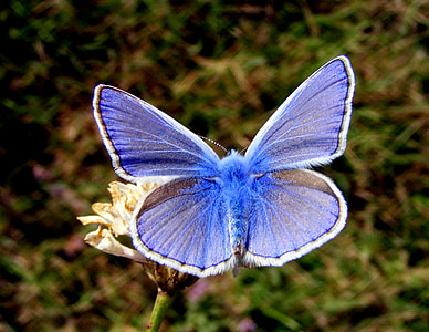 Motyl, niebieski, kwiat, Natura, Insecta, owad, Motyl - owad