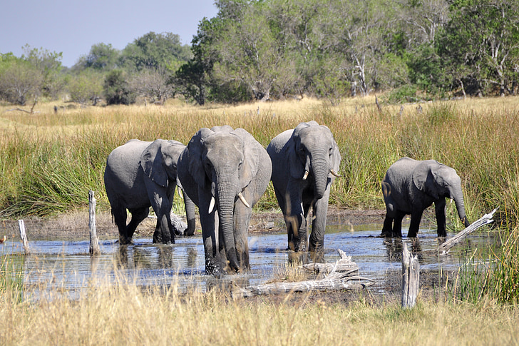 slon, Afrika, Okavango delta, volně žijící zvířata, Příroda, Safari zvířata, zvíře