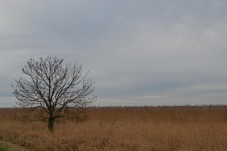 ön Usedom, träd, fältet, landskap, fält