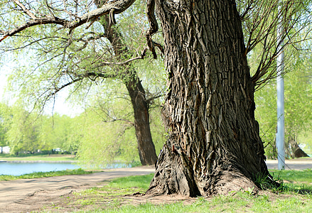 Willow, ağaç, gövde, Ağaç kabuğu, manzara, doğa, açık havada