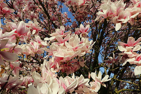 magnolijas, magnolijas koks, Pavasaris, rozā, augu, zieds, Bloom