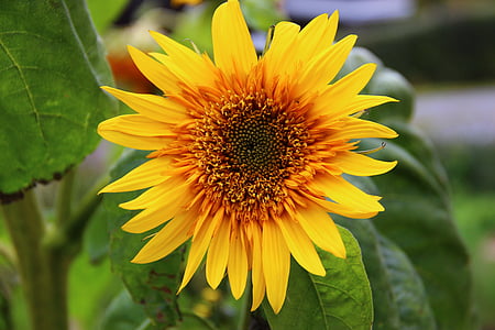 Sun flower, kwiat, kwiat, Bloom, żółty