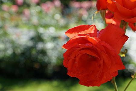 Rosa, flor, planta, flor, flor, jardí botànic, Llac de Constança