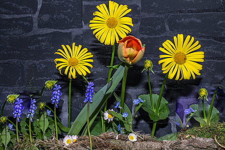 flowers, stone wall h, mauck, nature, flower, plant, yellow