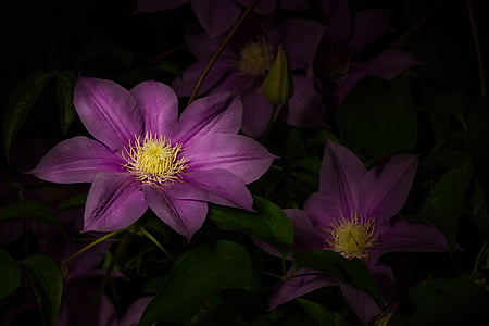 purple, clematis, flowers, flower, bloom, plants, petal