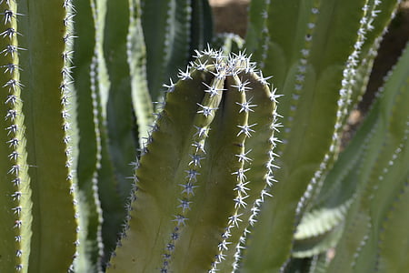 Cactus, verde, puntura, deserto, naturale, pianta, natura