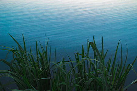 màu xanh lá cây, cỏ, cơ thể, nước, gợn sóng, Grass lake, tăng trưởng