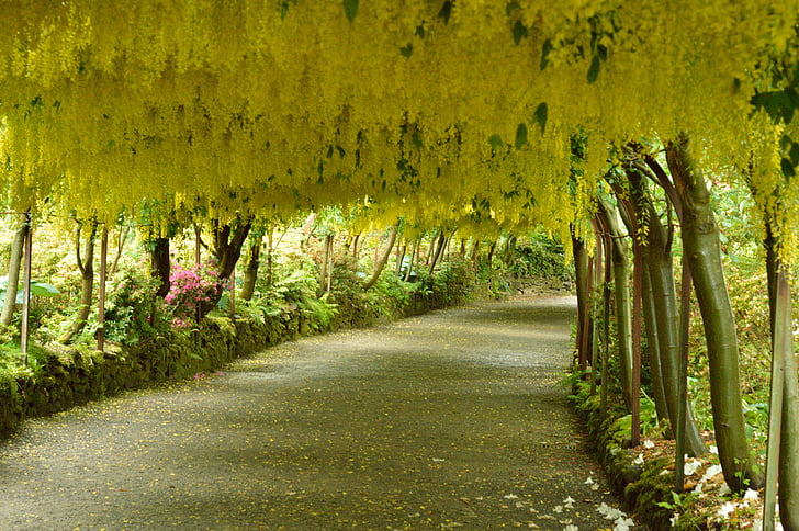 arco de Laburnum, flores, amarillo, país de Gales, color, vía, Ruta de acceso
